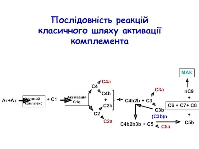 Аг+Ат Імунний комплекс + C1 Активація C1q С4 С2 С4а