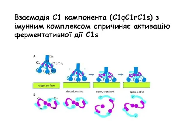 Взаємодія С1 компонента (C1qC1rC1s) з імунним комплексом спричиняє активацію ферментативної дії С1s
