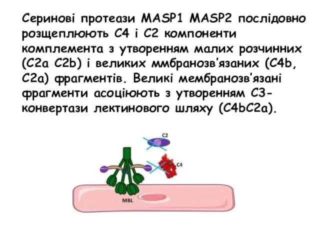 Серинові протеази MASP1 MASP2 послідовно розщеплюють С4 і С2 компоненти