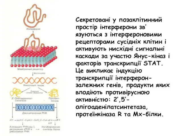 Секретовані у позаклітинний простір інтерферони зв’язуються з інтерфероновими рецепторами сусідніх