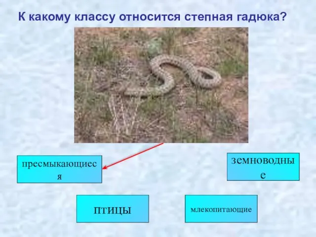 птицы земноводные пресмыкающиеся млекопитающие К какому классу относится степная гадюка?