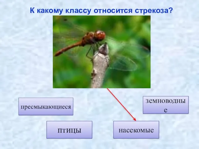 птицы земноводные пресмыкающиеся К какому классу относится стрекоза? насекомые