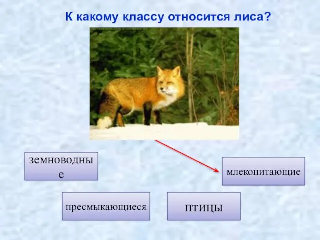 птицы земноводные пресмыкающиеся К какому классу относится лиса? млекопитающие