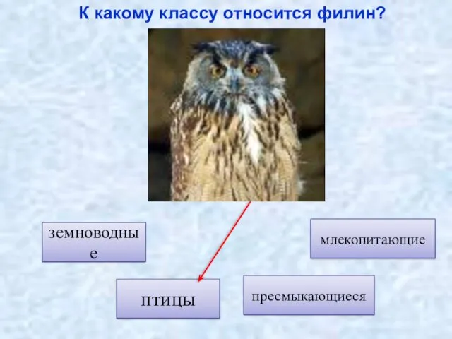 птицы земноводные пресмыкающиеся К какому классу относится филин? млекопитающие