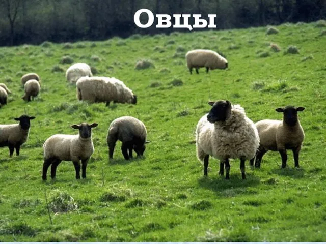 Овцы