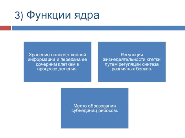 3) Функции ядра Хранение наследственной информации и передача ее дочерним