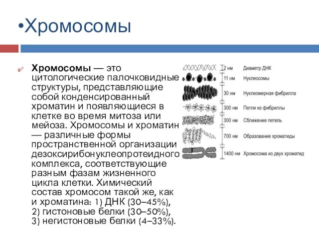Хромосомы Хромосомы — это цитологические палочковидные структуры, представляющие собой конденсированный