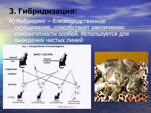 3. Гибридизация: А) Инбридинг – близкородственное скрещивание, способствует увеличению гомозиготности