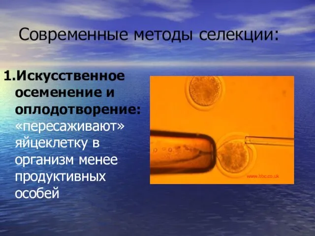 Современные методы селекции: 1.Искусственное осеменение и оплодотворение: «пересаживают» яйцеклетку в организм менее продуктивных особей www.bbc.co.uk