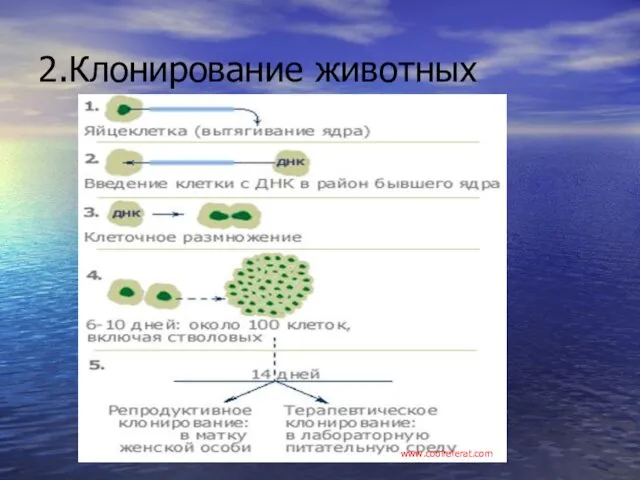 2.Клонирование животных www.coolreferat.com