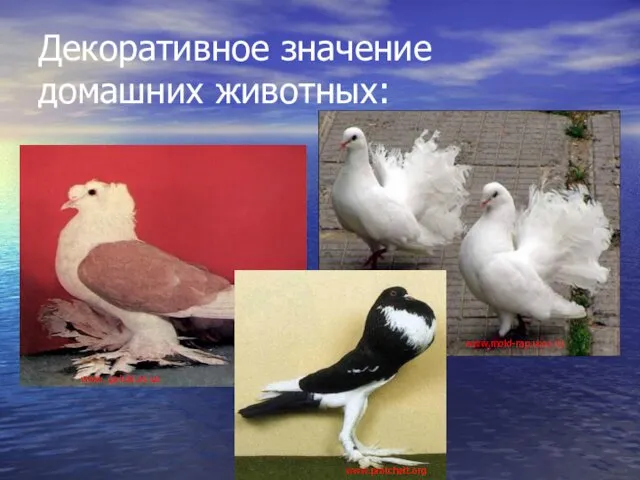 Декоративное значение домашних животных: www. golubi.at.ua www.pratchett.org www.mold-rap.ucoz.ru