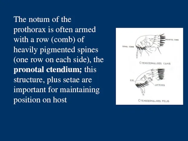 The notum of the prothorax is often armed with a