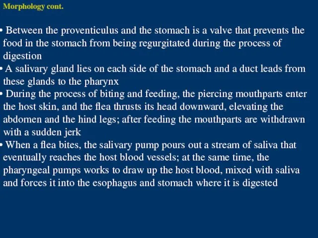 Morphology cont. Between the proventiculus and the stomach is a