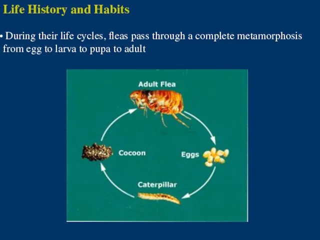 Life History and Habits During their life cycles, fleas pass