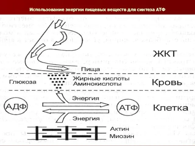 Использование энергии пищевых веществ для синтеза АТФ