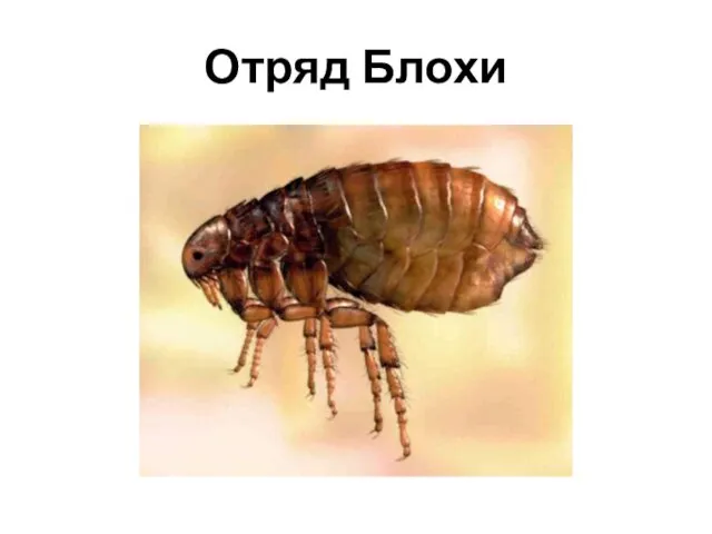 Отряд Блохи