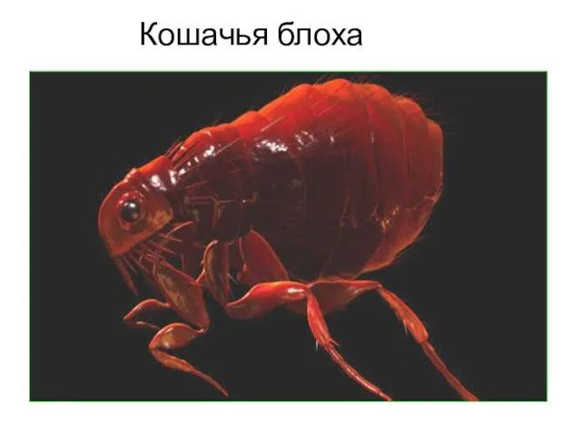 Кошачья блоха