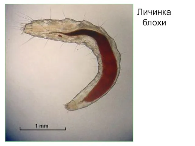 Личинка блохи