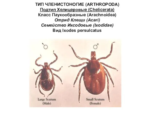 ТИП ЧЛЕНИСТОНОГИЕ (ARTHROPODA) Подтип Хелицеровые (Chelicerata) Класс Паукообразные (Arachnoidea) Отряд