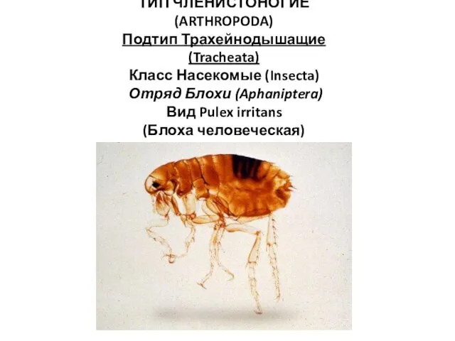 ТИП ЧЛЕНИСТОНОГИЕ (ARTHROPODA) Подтип Трахейнодышащие (Tracheata) Класс Насекомые (Insecta) Отряд