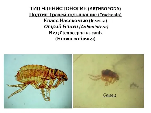 ТИП ЧЛЕНИСТОНОГИЕ (ARTHROPODA) Подтип Трахейнодышащие (Tracheata) Класс Насекомые (Insecta) Отряд