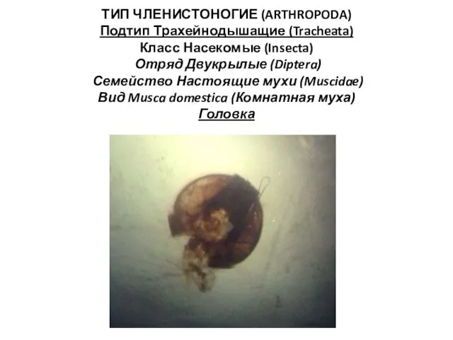 ТИП ЧЛЕНИСТОНОГИЕ (ARTHROPODA) Подтип Трахейнодышащие (Tracheata) Класс Насекомые (Insecta) Отряд