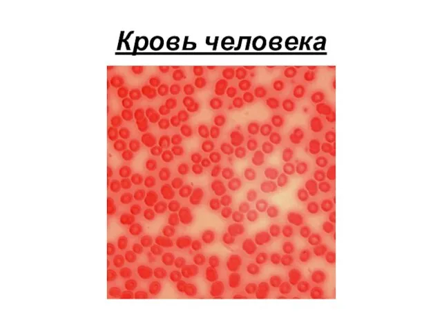 Кровь человека