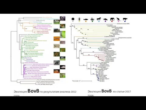 Эволюция BovB по результатам анализа 2012 года. Эволюция BovB из статьи 2017 года.