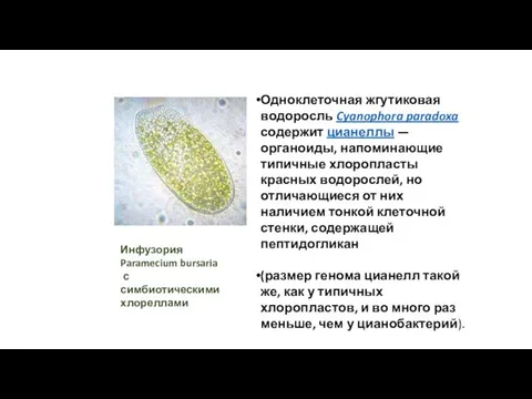 Одноклеточная жгутиковая водоросль Cyanophora paradoxa содержит цианеллы — органоиды, напоминающие