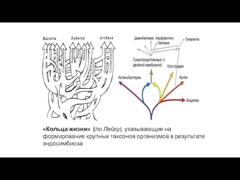 «Кольца жизни» (по Лейку), указывающие на формирование крупных таксонов организмов в результате эндосимбиоза