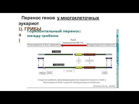 Перенос генов у многоклеточных эукариот 1). ГРИБЫ а)