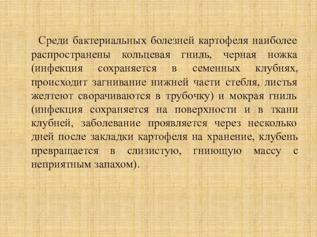 Среди бактериальных болезней картофеля наиболее распространены кольцевая гниль, черная ножка