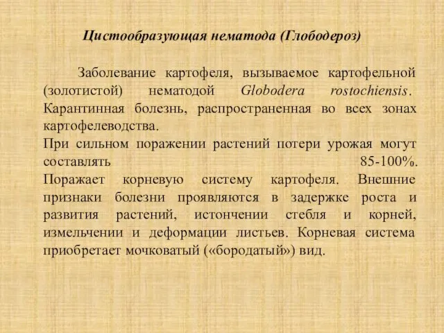 Цистообразующая нематода (Глободероз) Заболевание картофеля, вызываемое картофельной (золотистой) нематодой Globodera