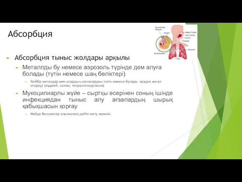 Aбсорбция Абсорбция тыныс жолдары арқылы Металлды бу немесе аэрозоль түрінде