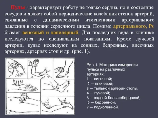 Пульс - характеризует работу не только сердца, но и состояние