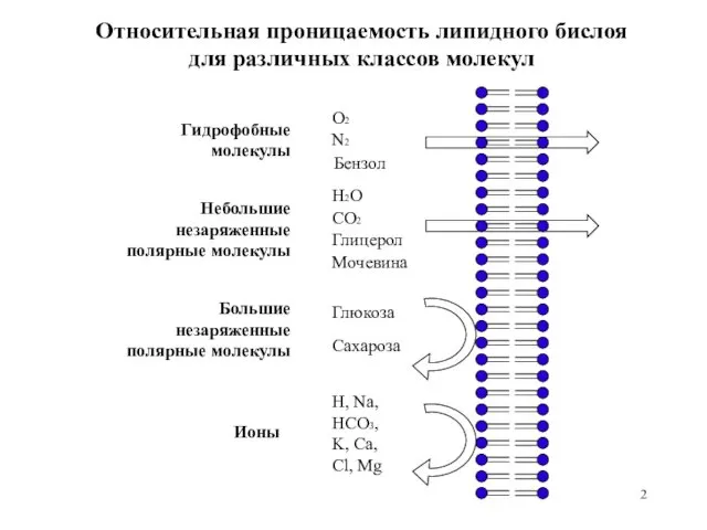 Относительная проницаемость липидного бислоя для различных классов молекул O2 N2