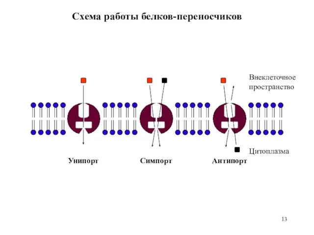 Цитоплазма Внеклеточное пространство Унипорт Симпорт Антипорт Схема работы белков-переносчиков