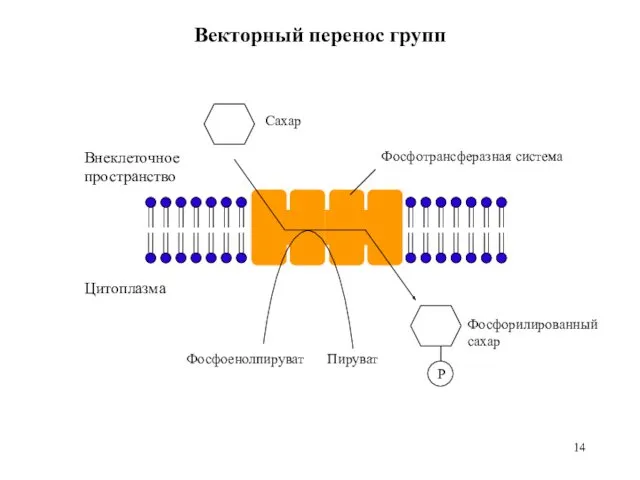 P Фосфотрансферазная система Сахар Фосфорилированный сахар Фосфоенолпируват Пируват Внеклеточное пространство Цитоплазма Векторный перенос групп