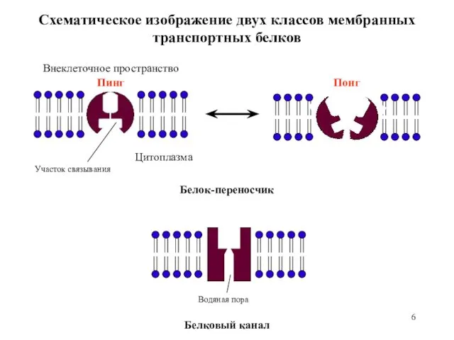 Схематическое изображение двух классов мембранных транспортных белков Участок связывания Цитоплазма