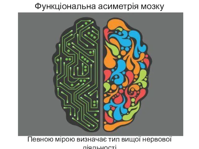 Функціональна асиметрія мозку Певною мірою визначає тип вищої нервової діяльності