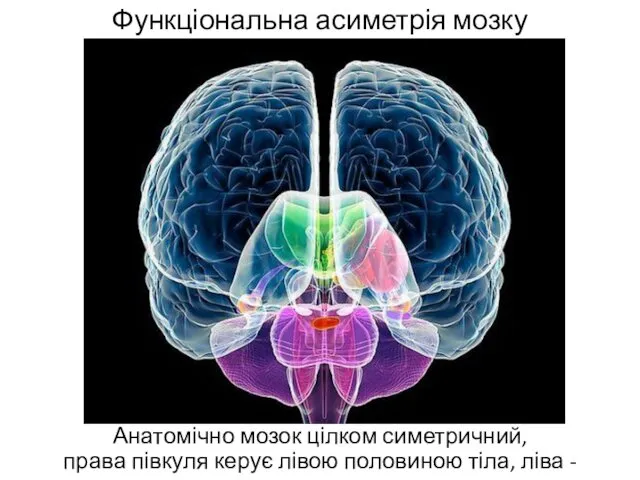 Функціональна асиметрія мозку Анатомічно мозок цілком симетричний, права півкуля керує лівою половиною тіла, ліва - правою