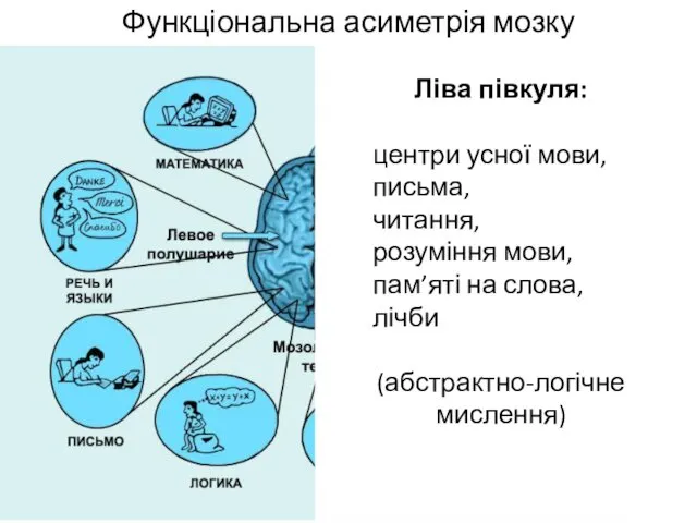 Функціональна асиметрія мозку ц Ліва півкуля: центри усної мови, письма,