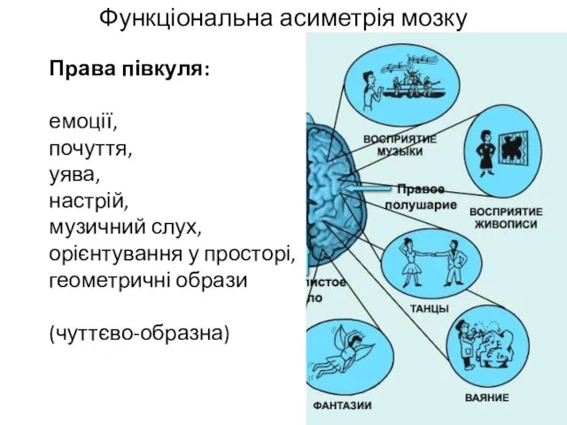 Функціональна асиметрія мозку ц Права півкуля: емоції, почуття, уява, настрій,