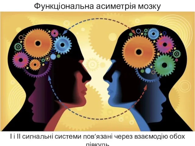 Функціональна асиметрія мозку І і ІІ сигнальні системи пов’язані через взаємодію обох півкуль