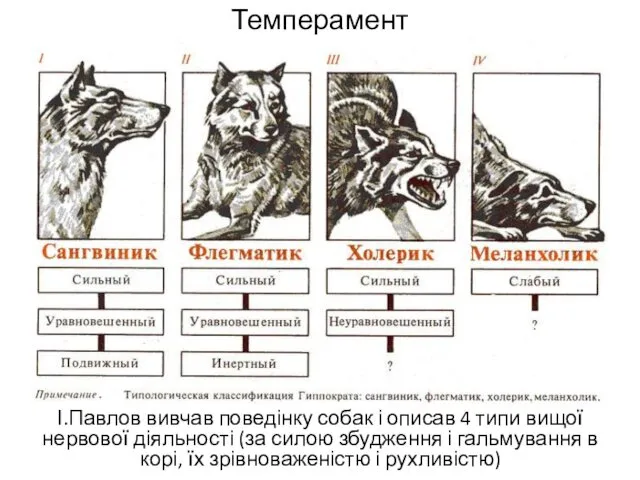Темперамент І.Павлов вивчав поведінку собак і описав 4 типи вищої