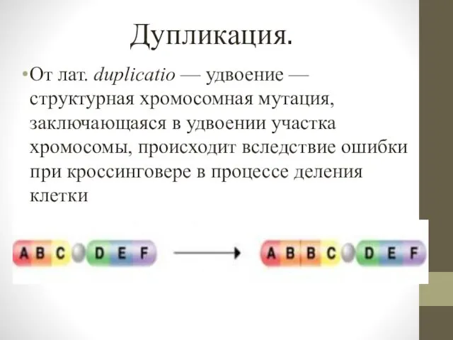 Дупликация. От лат. duplicatio — удвоение — структурная хромосомная мутация,