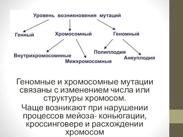 Геномные и хромосомные мутации связаны с изменением числа или структуры