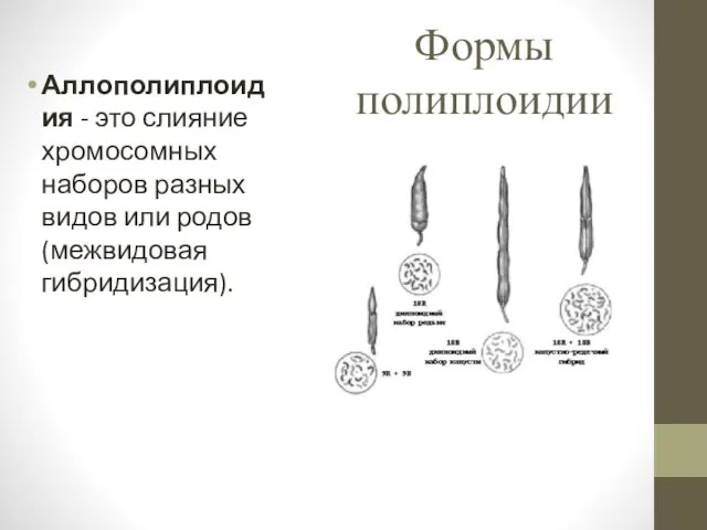 Формы полиплоидии Аллополиплоидия - это слияние хромосомных наборов разных видов или родов (межвидовая гибридизация).