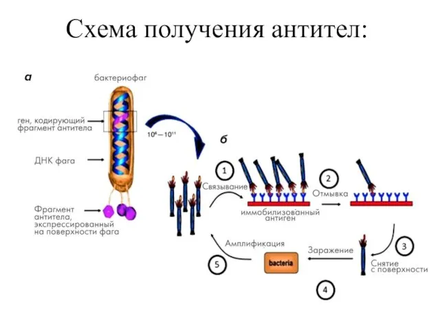Схема получения антител: