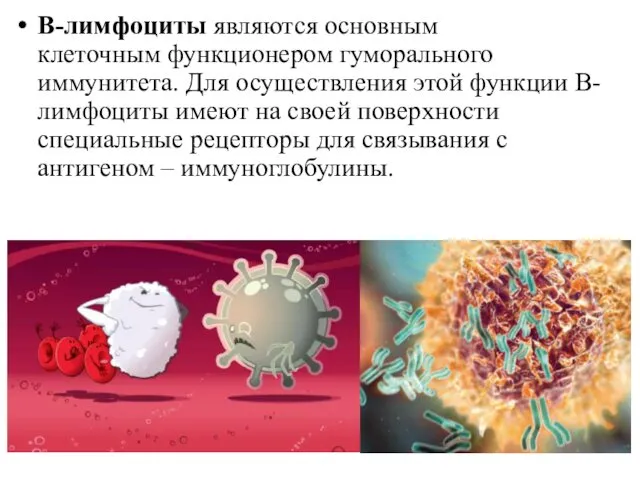 В-лимфоциты являются основным клеточным функционером гуморального иммунитета. Для осуществления этой функции В-лимфоциты имеют